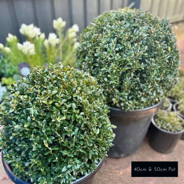 English Box (Buxus sempervirens) Topiary Ball, neatly clipped round shrub ideal for classic and modern landscapes,