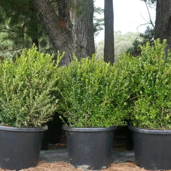English Box Buxus Sempervirens, one of our most popular evergreen low hedging plants. Ideal for low garden hedges, shaped topiary hedges and layered garden design.