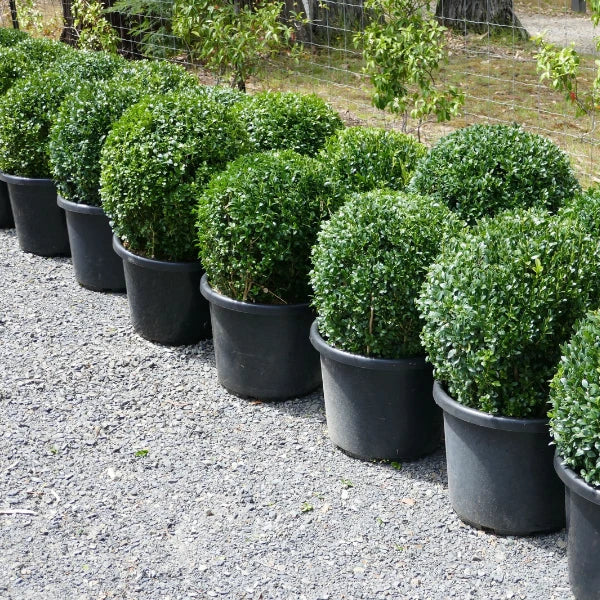 Buxus sempervirens (English Box) topiary balls – evergreen, neatly clipped spheres ideal for formal gardens, pots, or entranceways.