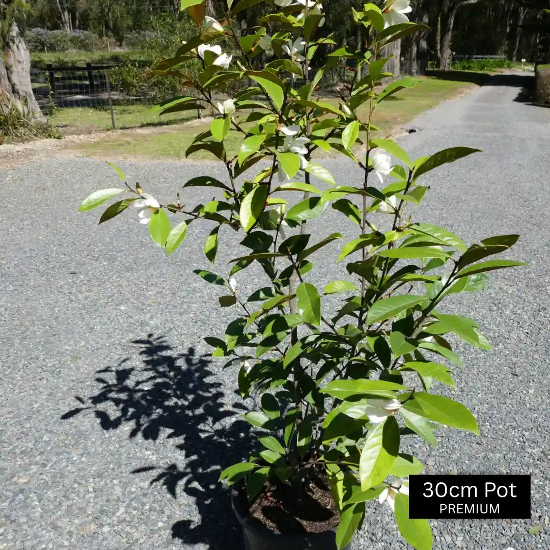 Premium Fairy cream magnolias in advanced sizes from impressive plants.