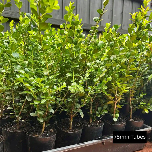 Faulkner Buxus hedging for neat, low borders and formal structure, available from tube stock to advanced sizes across Melbourne.