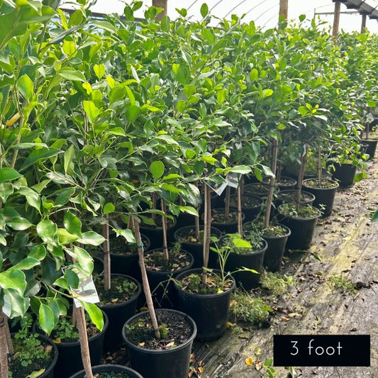 Ficus Flash Standard Ficus Microcarpa