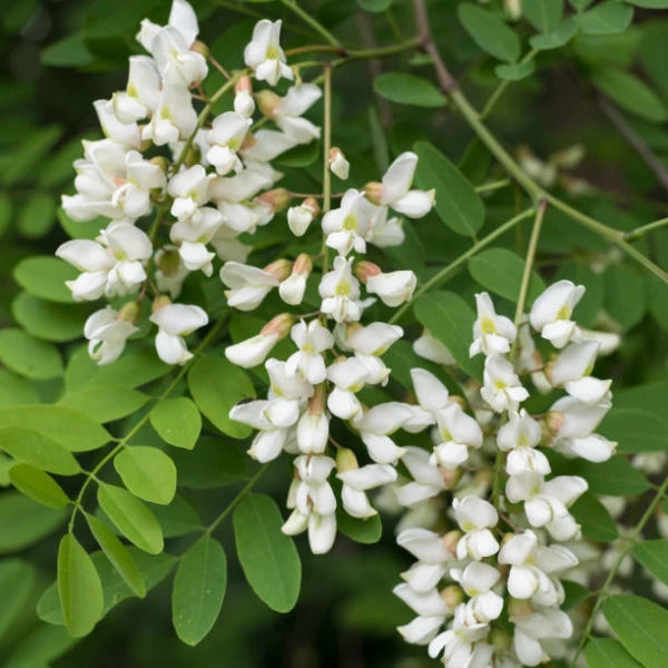 Golden Robinia