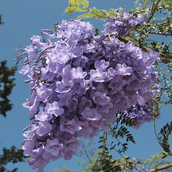 Blue Jacaranda