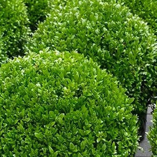 Japanese Box Topiary Balls Microphylia Japonica