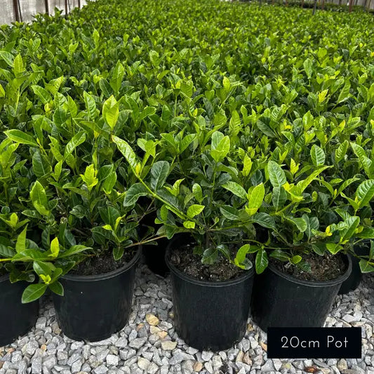 Gardenia Florida, ideal for formal and classic garden hedges, planter pots and underplanting.
