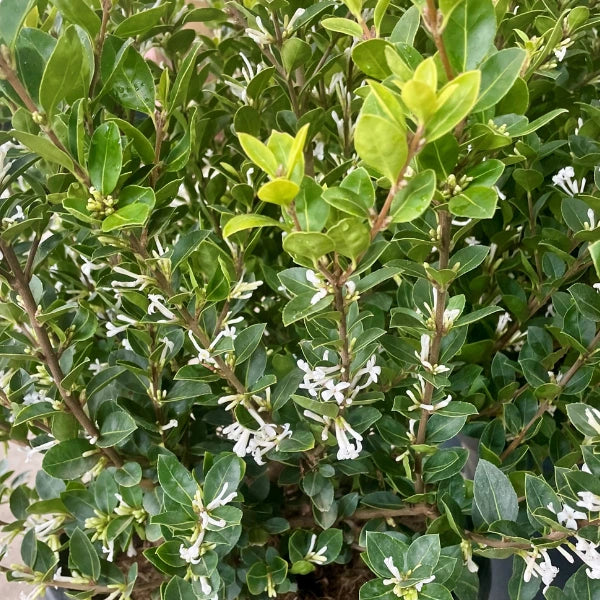 Osmanthus ‘Heaven Scent’ Sweet Olive evergreen shrub with glossy dark green leaves and fragrant white spring flowers – ideal for hedges and pots.
