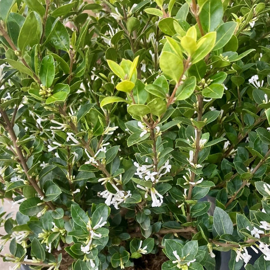 Osmanthus ‘Heaven Scent’ Sweet Olive evergreen shrub with glossy dark green leaves and fragrant white spring flowers – ideal for hedges and pots.