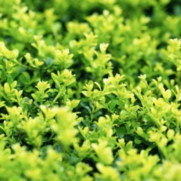 Japanese Box Buxus Microphylia