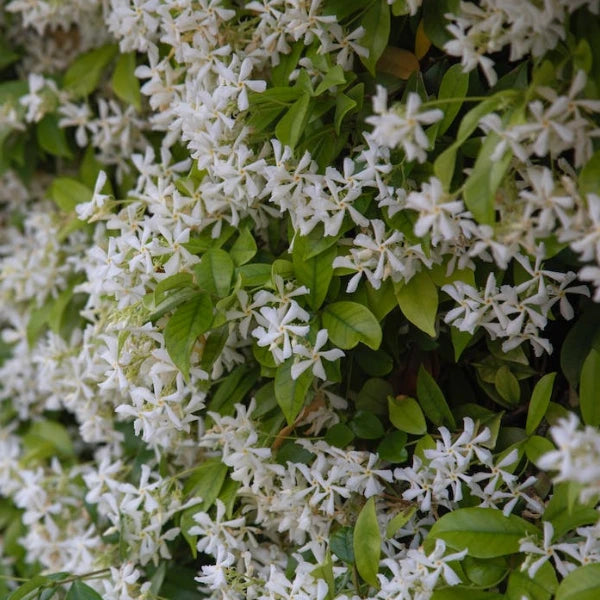 Star Jasmine