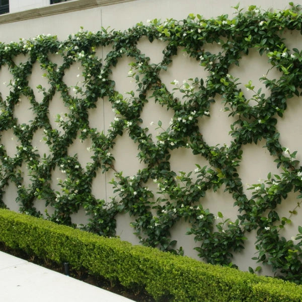 Star Jasmine