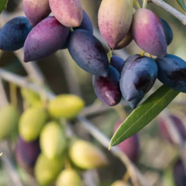 Olive Jumbo Kalamata Olea Europaea