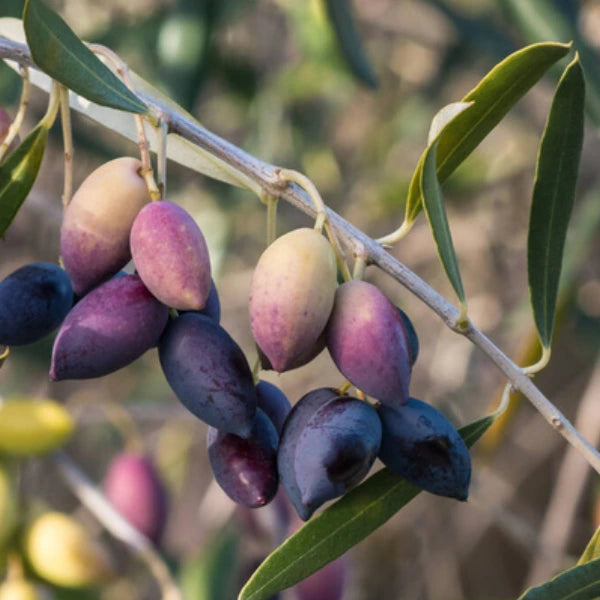 Kalamata Olive Olea Europaea
