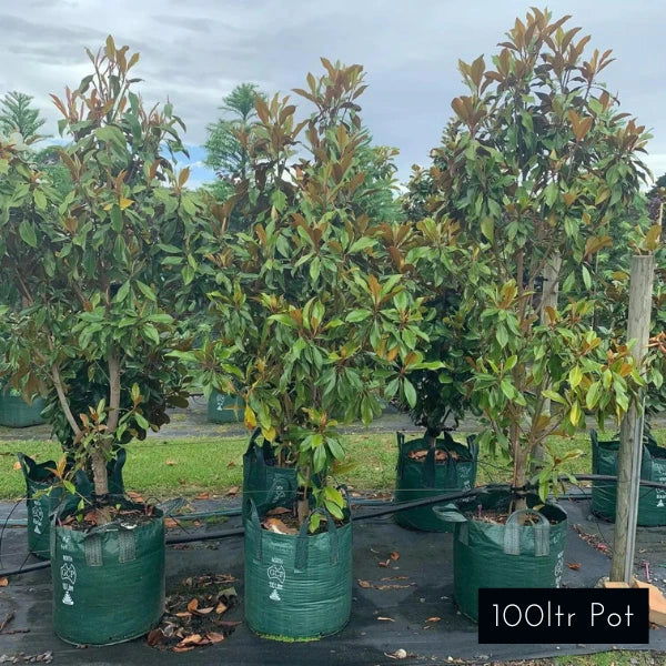 Kay Parris Magnolia Grandiflora