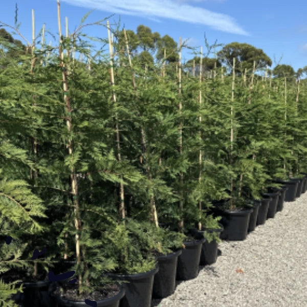 Leighton Green (Cupressocyparis leylandii) – fast-growing conifer with dense evergreen foliage, perfect for tall privacy hedging and windbreaks.