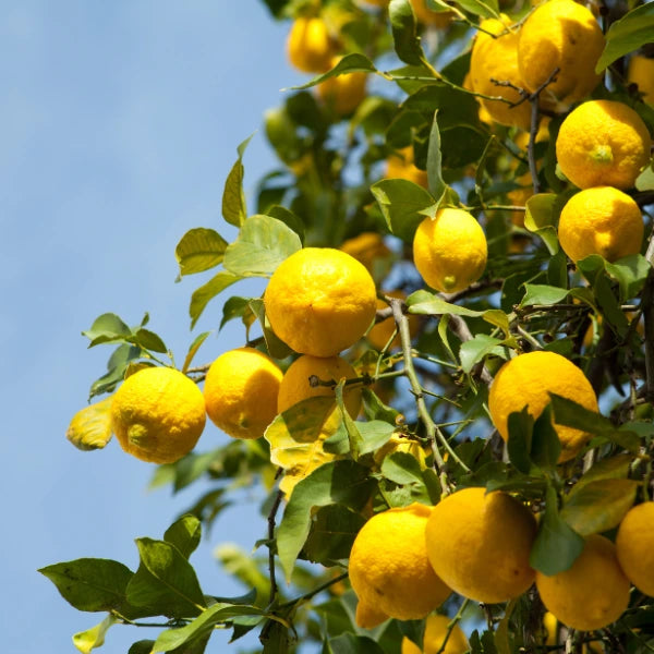 Lemon espalier with Eureka, Lisbon, Meyer, and Lemonade varieties. Trained to maximise vertical space along fences or narrow garden beds. Ideal for planter pots.