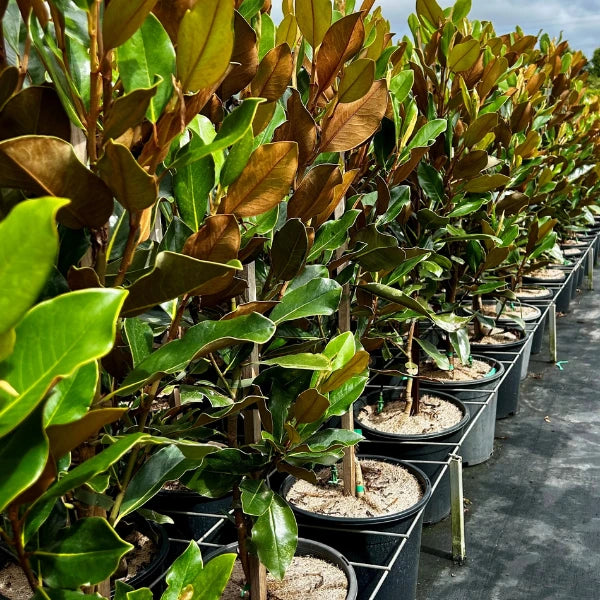 Magnolia Little Gem – compact evergreen with glossy green leaves and creamy white blooms. Ideal for hedging, screening, or feature planting.