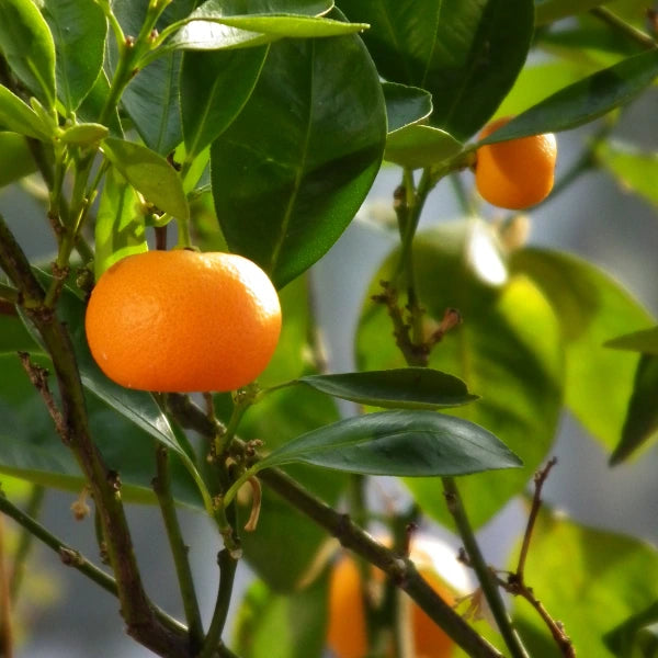 Mandarin Espalier