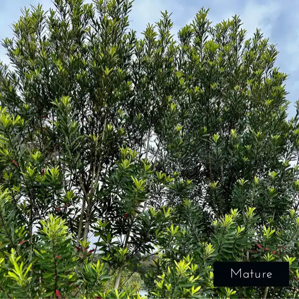 Mature Watergum Lime Spire evergreen screening and hedging, new to the Australian Market from Impressive Plants.