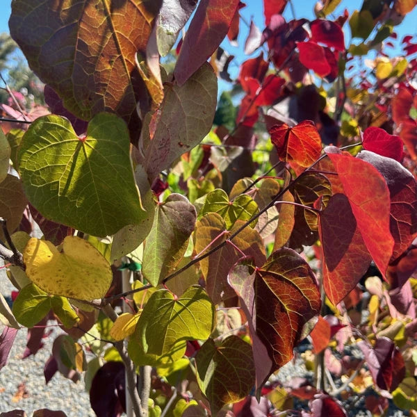 Merlot Cercis Canadensis