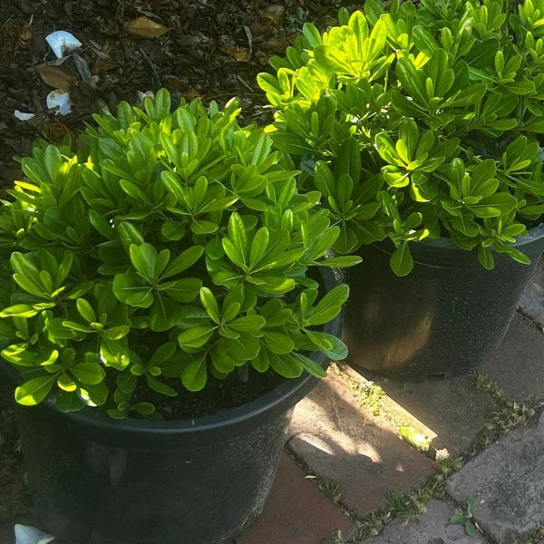 Pittosporum Tobira 'Miss Muffet', compact evergreen shrub with soft green foliage, ideal for low hedging, borders, and planter pots in Melbourne gardens.