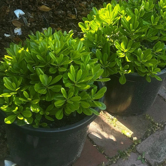 Pittosporum Tobira 'Miss Muffet', compact evergreen shrub with soft green foliage, ideal for low hedging, borders, and planter pots in Melbourne gardens.
