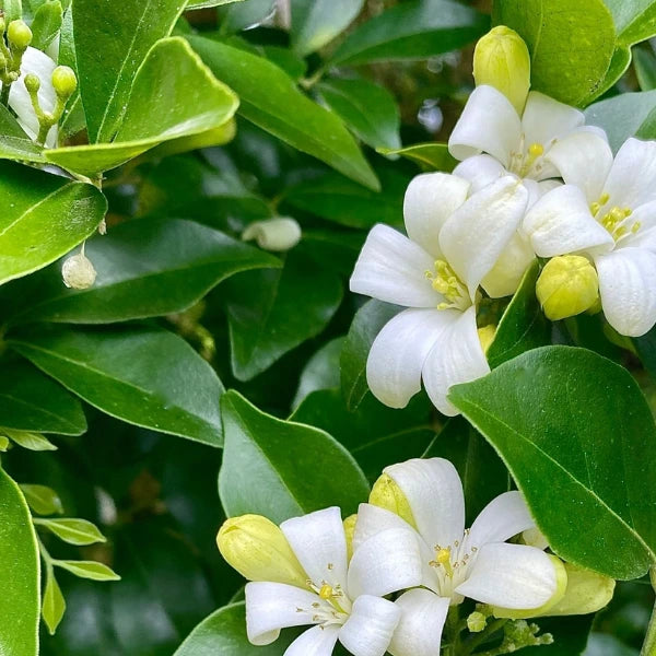 Murraya Paniculata
