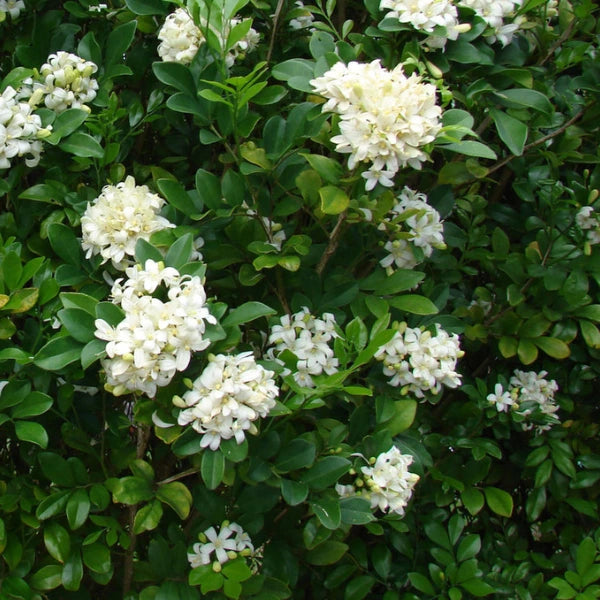 Murraya Paniculata