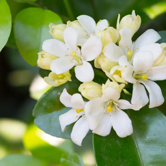 Murraya paniculata Orange Jessamine – classic evergreen hedge with glossy foliage and white scented blooms, perfect for inner city Melbourne gardens.