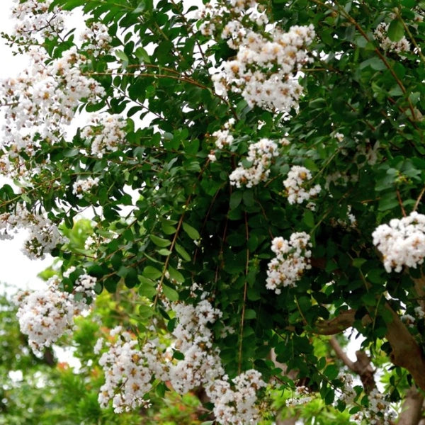 Natchez Crepe Myrtle Lagerstoemia