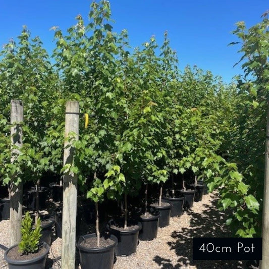 October Glory Acer Rebrum