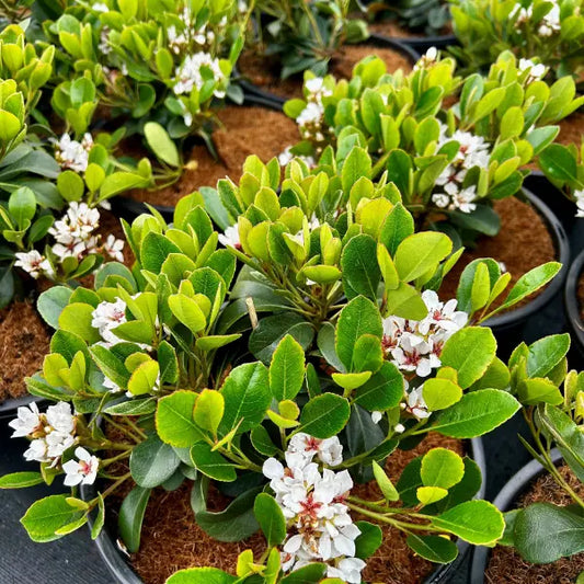 Oriental Pearl Rhaphiolepsis Indica, low lying shrub for garden borders and underplanting.