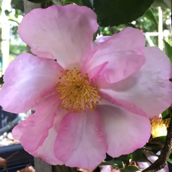 Camellia Sasanqua Paradise