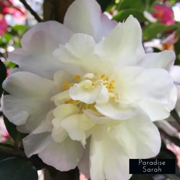 Camellia Sasanqua Paradise