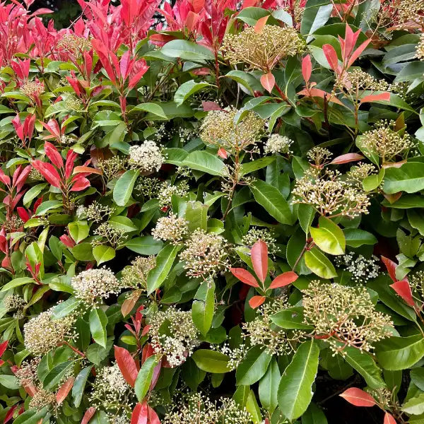 Photinia robusta – hardy, low maintenance, frost tolerant evergreen hedge plant ideal for privacy screening and garden borders