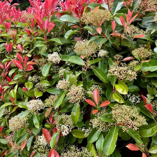 Photinia robusta – hardy, low maintenance, frost tolerant evergreen hedge plant ideal for privacy screening and garden borders