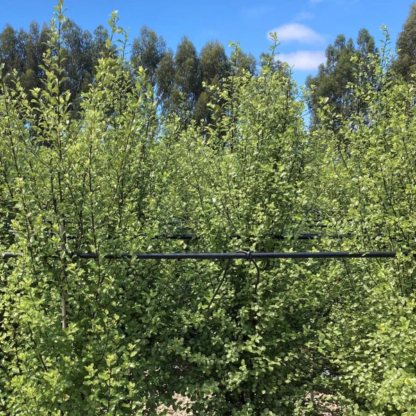 Pittosporum tenuifolium ‘Screenmaster’, popular Melbourne screening and hedging plant known for its low maintenance, fast-growing and hardy nature.