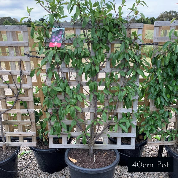 Espalier Stone Fruit
