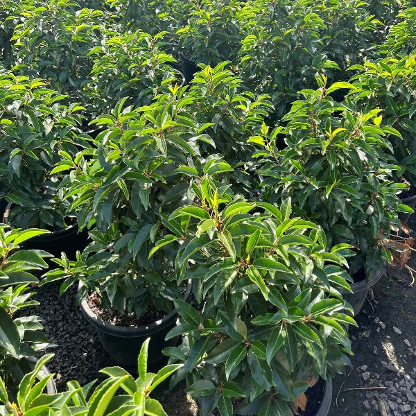 Prunus lusitanica (Portuguese Laurel) – dense evergreen foliage ideal for hedging, screening or formal garden borders, with glossy green leaves.