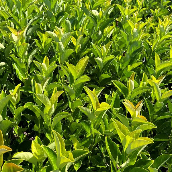 Viburnum Quick Fence