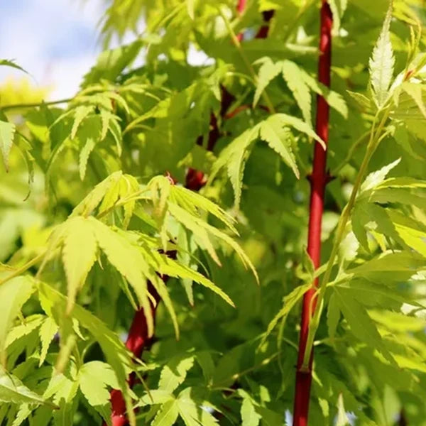 Senkaki Coral Bark Acer Palmatum