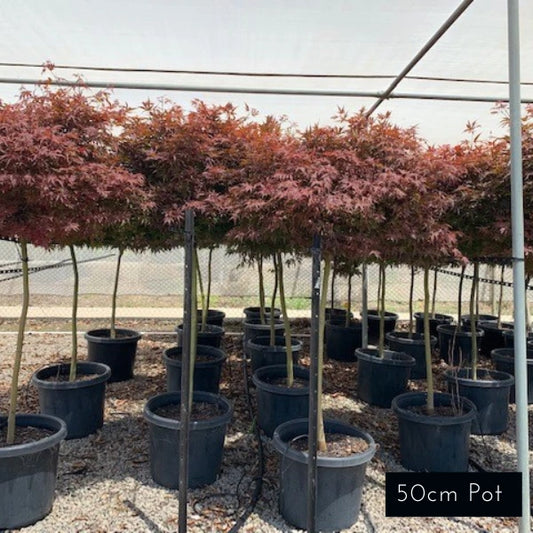 Acer Palmatum Shaina Standard
