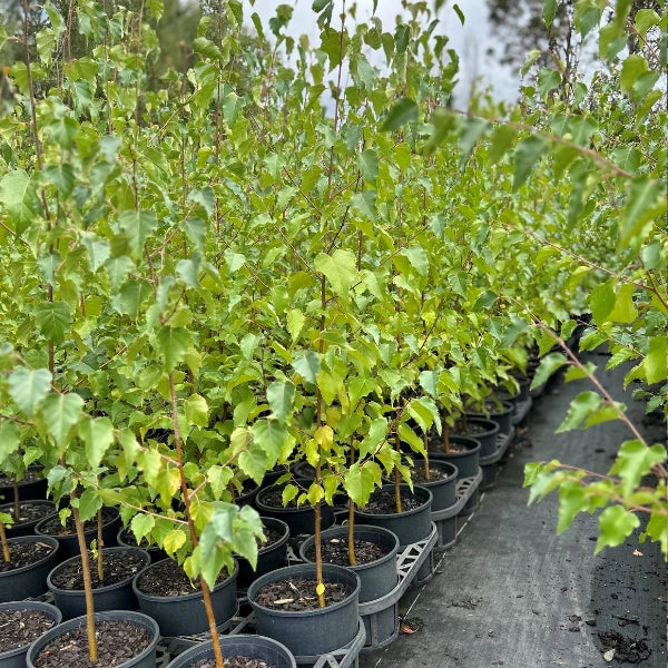 Ideal for avenue planting, fence line planting and creating forest groves, Betula Pendula Silver Birch features beautiful green folaige with a brilliant autumn colour change.