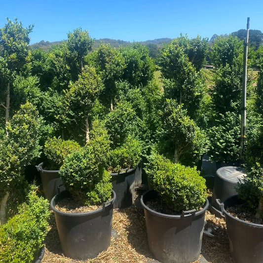 Spiral Topiary English Box Buxus Sempervirens