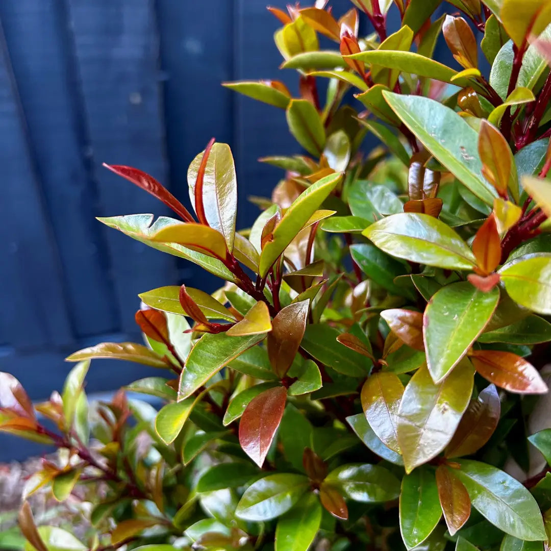 Syzygium australe ‘Straight and Narrow’ – compact Australian native lilly pilly ideal for narrow garden beds and privacy screening.