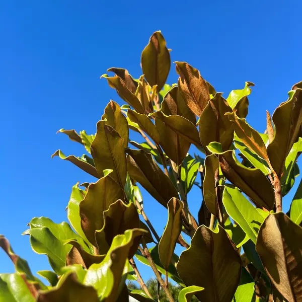 Super Gem Magnolia Grandiflora