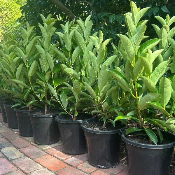 Fast growing evergreen screening hedge viburnum quick fence is ideal for low maintenance screening and privacy hedging.