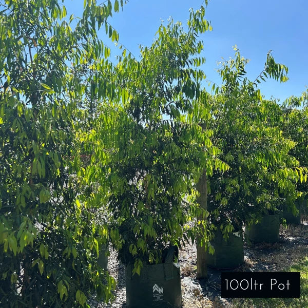 Weeping Lilly Pilly Waterhousia Floribunda