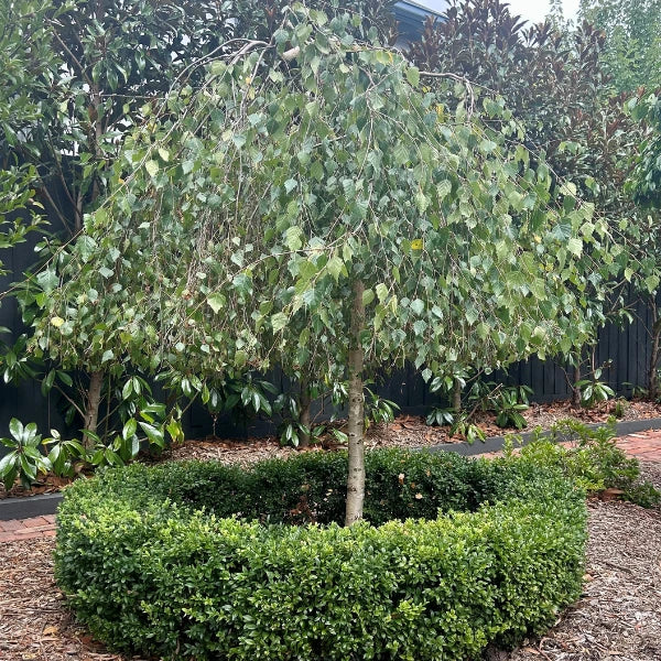 etula pendula 'Youngii' (Weeping Silver Birch), a compact, deciduous feature tree with graceful cascading branches and white bark. A dwarf version of the classic Weeping Silver Birch, ideal for small gardens, feature planting, or creating a soft, elegant focal point.