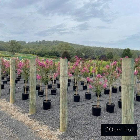 Zuni Crepe Myrtle Largerstoemia Indica Fauriei